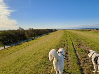 Ferienhaus Dänschendorf Umgebung 21