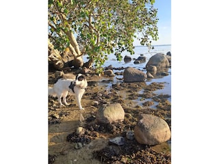 Ferienhaus Dänschendorf Umgebung 19