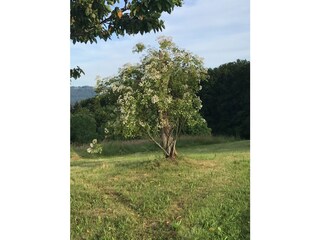 Blüte von Paul's Himalayan Musk im Juni