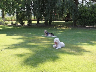 Viel Platz für Hund und Mensch