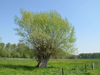 Umgebung Ferienhaus-Otto