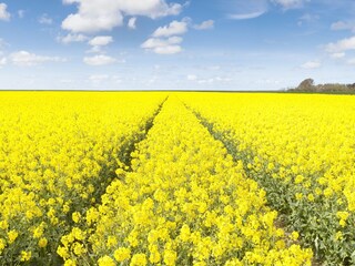rapeseed fields