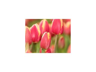 Holiday apartment Vierhuizen Document 24