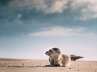Ferienwohnung Vierhuizen Umgebung 19