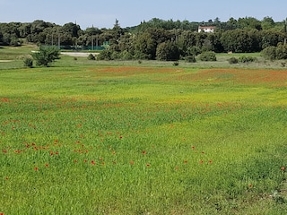 Mohn im Juni