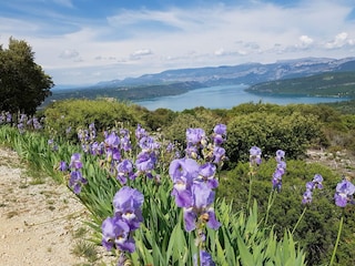 Iris mit Blick auf den See