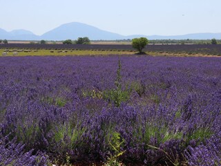 Hochebene Valensole