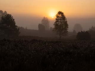 Sonnenaufgang Lüneburger Heide