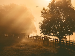 Ausblick über Pferdeweide