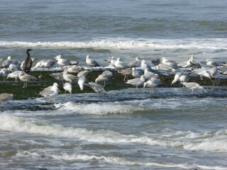 Appartamento per vacanze Petten Ambiente 29