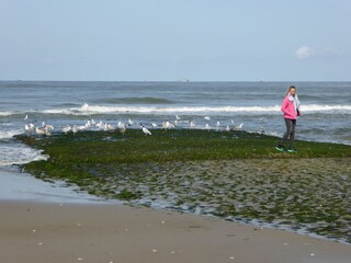 Appartamento per vacanze Petten Ambiente 33