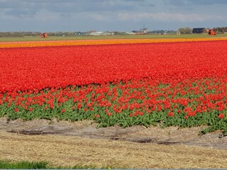 Appartamento per vacanze Petten Ambiente 37