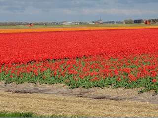 Mitten im Anbaugebiert von Blumenzwiebel