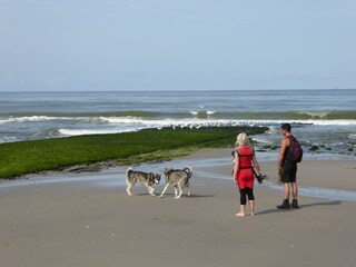 Appartamento per vacanze Petten Registrazione all'aperto 7