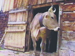 Appartamento per vacanze Schoppernau Ambiente 24