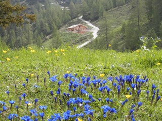 Schneibsteinweg