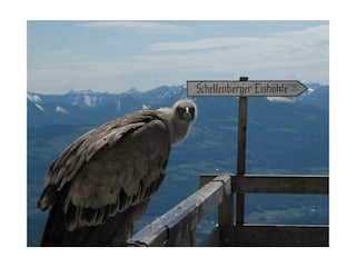 Eishöhlenbesichtigung