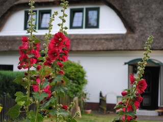 Ferienwohnung Trent Außenaufnahme 3