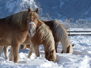 Schneevergnügen