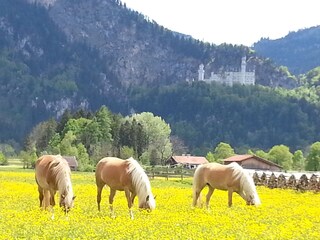 Unsere Haflinger