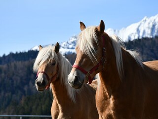 Apartamento de vacaciones Schwangau Grabación al aire libre 3