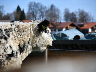 Appartement de vacances Schwangau Enregistrement extérieur 10