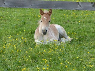 Appartement de vacances Schwangau Enregistrement extérieur 2