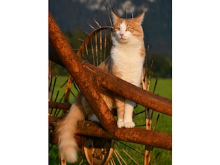 unser stolzer Kater Fuchsi