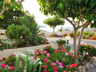 Blumiger garten mit Meerblick