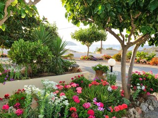 Flowered garden with sea view