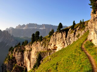 Auf dem Weg zum Stevia