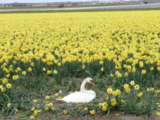 Bungalow Julianadorp Ambiente 20