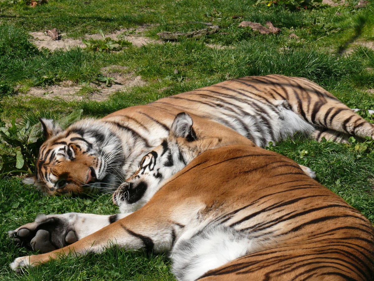 20 Km bis zum Tierpark STICHTING LEEUW