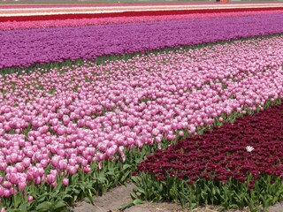 Bungalow Julianadorp Registrazione all'aperto 4