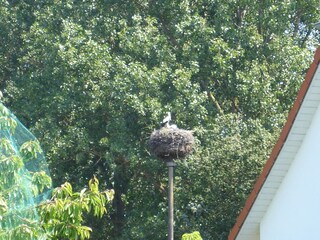 Casa per le vacanze Binz Ambiente 29