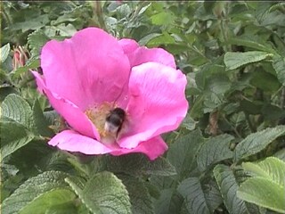 Casa per le vacanze Binz Documento 41