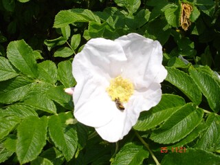 Casa per le vacanze Binz Documento 43