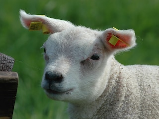 Texel lamb