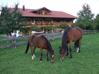 Sissy mit ihrem Gefährten