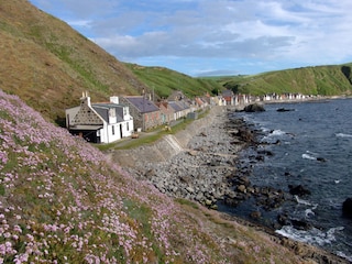 Crovie