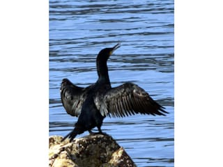 Kormoran