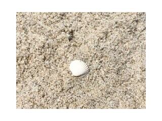 Muschel am Strand