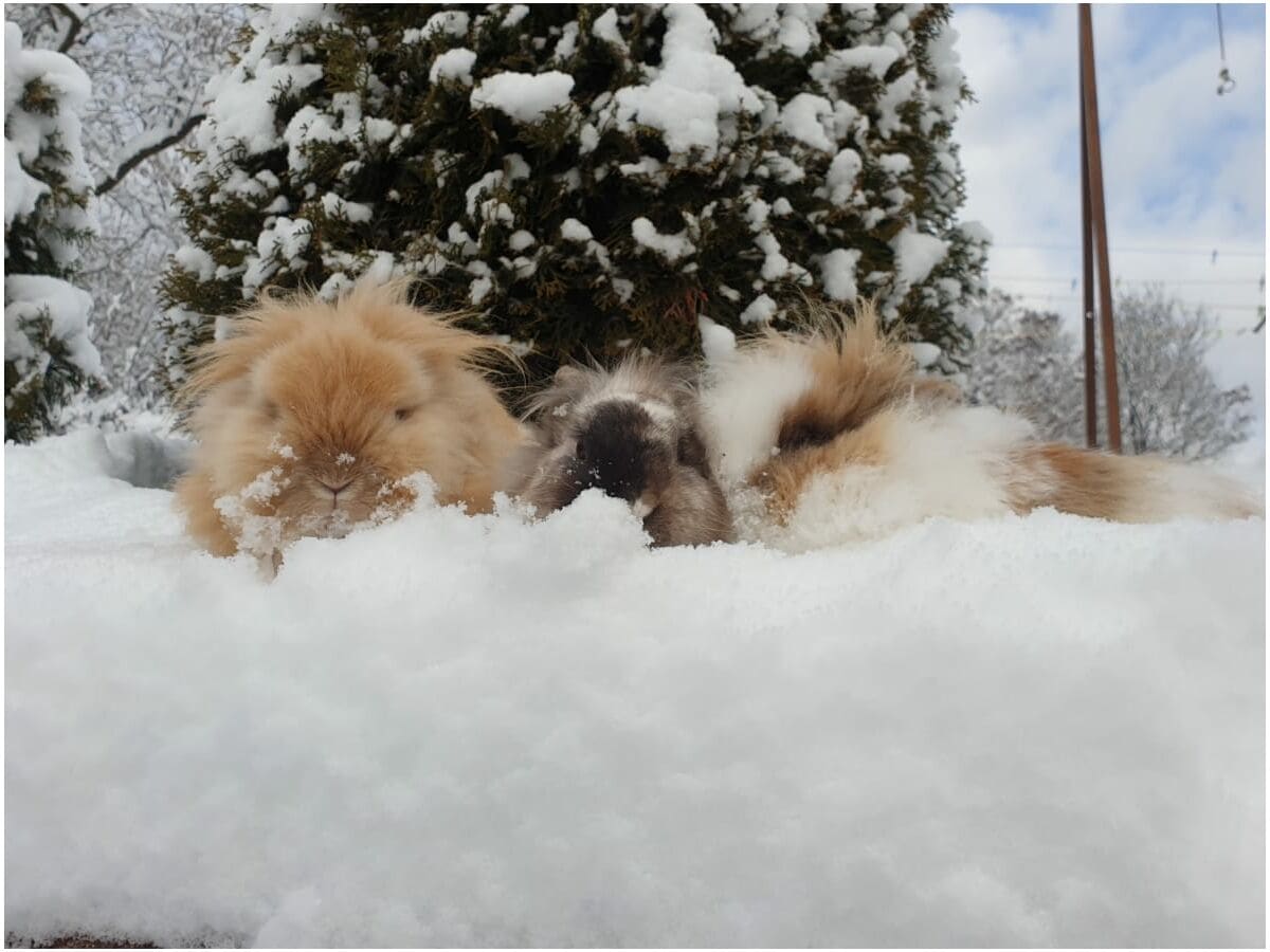 Kaninchen des Hofes im Winter