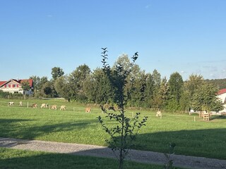 Milch und Eier von Freilandhühnern bei Frau Brauchle