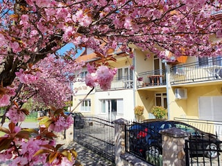 Cherry trees in May