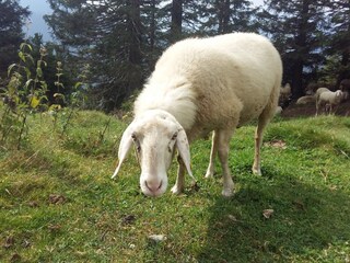 Appartement Hermagor Omgeving 29