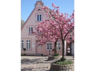 Kirschblüte Kappeln