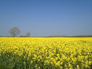 Farbenpracht im Frühjahr