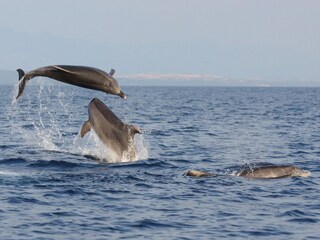 Dolphin watching
