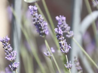 Lavendel im Garten